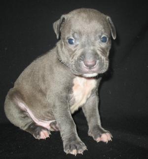 BLUEADBAREGAMERICANPITBULLPUPPIES